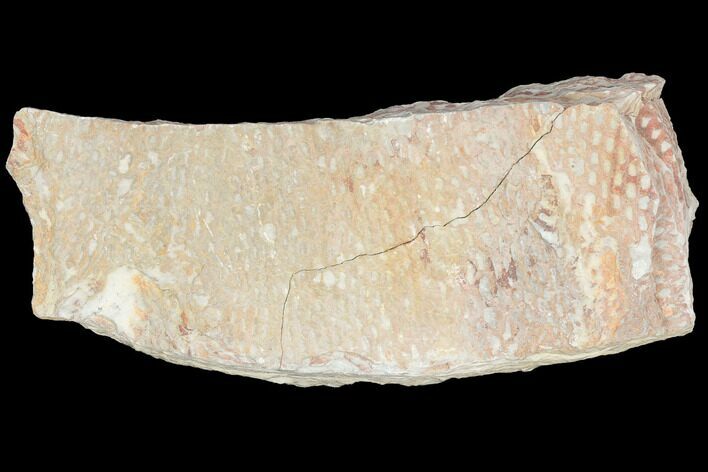 Ordovician Graptolite (Araneograptus) Plate - Morocco #126410